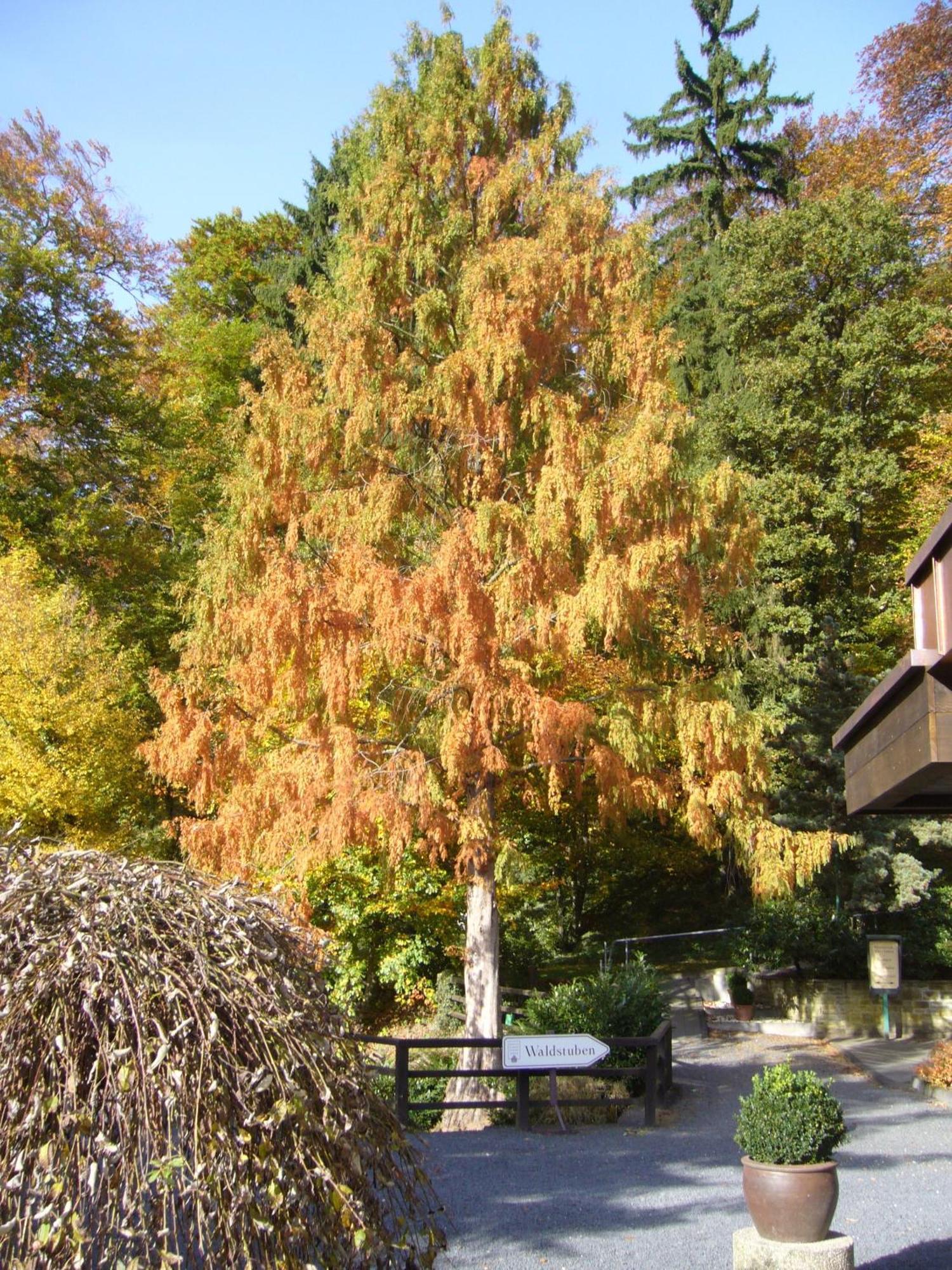 Romantik Waldhotel Mangold Bergisch Gladbach Dış mekan fotoğraf